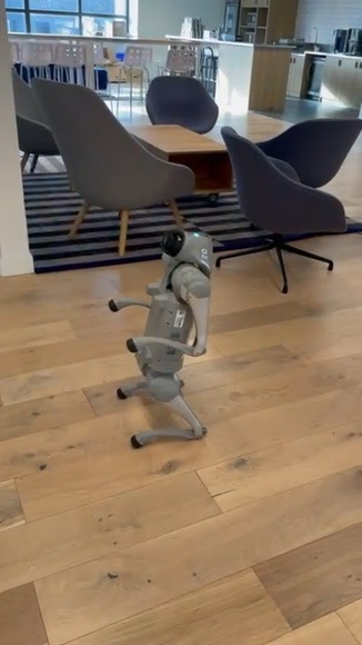 Quadruped robot walking on a wooden floor